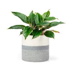 New Small Decorative Woven Rope Plant Basket Gray & White